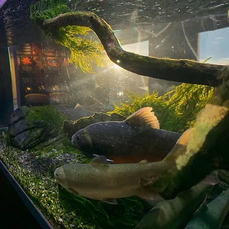 Norsk Havbrukssenter - Rorbuer 3* Bronnoysund