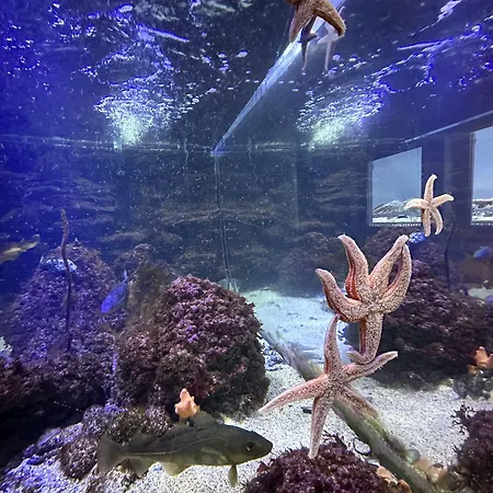 Norsk Havbrukssenter - Rorbuer Resort 3*